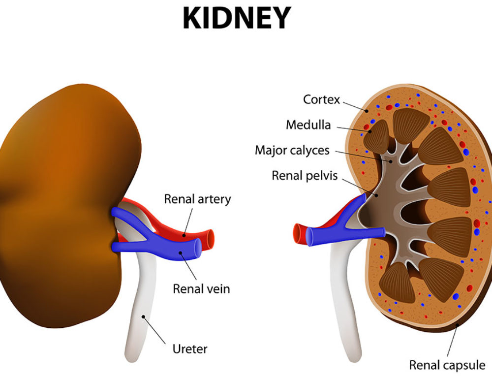 Diet After Heart Attack and Stents What to Eat and Avoid