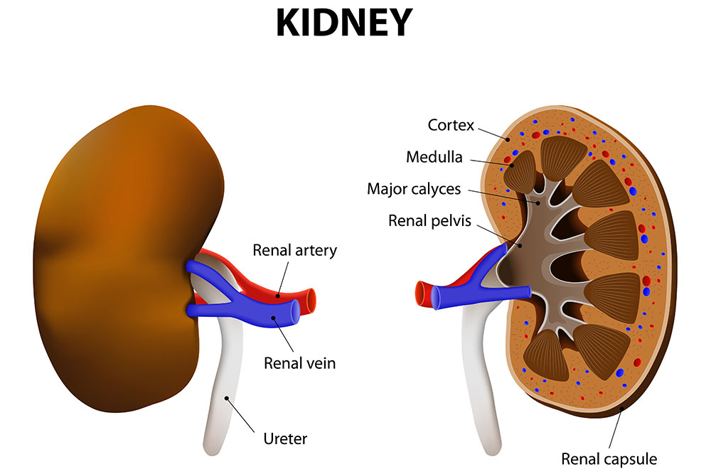 Visualization of the anatomy of kidney showcasing early sign of kidney disease.
